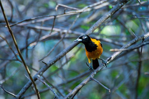 Tropische Troupial vogel in curaçao