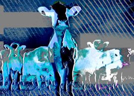 Animals, De koe