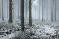 Mist in de Hoge Venen