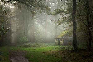 Mysteriöse Hütte im Wald