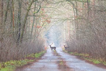 In the fairytale forest by Heiko Lehmann