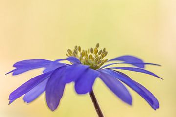 Purple anemone, anemone blanda by John van de Gazelle fotografie