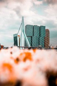 pont Erasmus