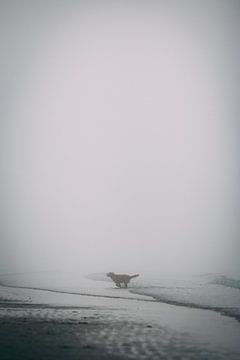 Playful dog playing on the beach in the fog by Ken Tempelers