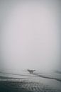 Playful dog playing on the beach in the fog by Ken Tempelers thumbnail