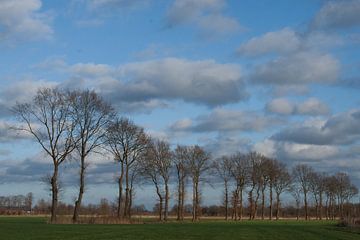 bomenrij buitengebied Gemonde, Sint-Michielsgstel