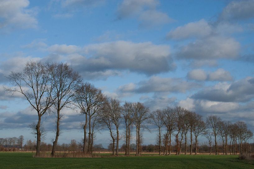 bomenrij buitengebied Gemonde, Sint-Michielsgstel van Arnoud Kunst