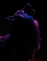 Wolf in rood en blauw licht.