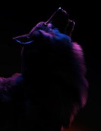 Wolf in rood en blauw licht. van Ysbrand Cosijn