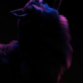 Wolf in rotem und blauem Licht. von Ysbrand Cosijn