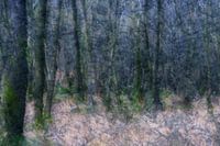 Forêt abstraite
