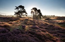 Breaking through by Olha Rohulya