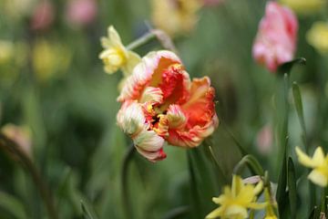 Tulp van Marianna Pobedimova