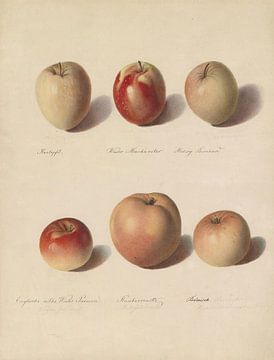 Apfelsorten, Sebastian Wegmayr