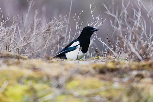Ekster in het Westduinpark in Scheveningen