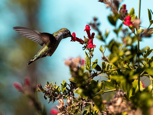 Hummingbird in San Francisco