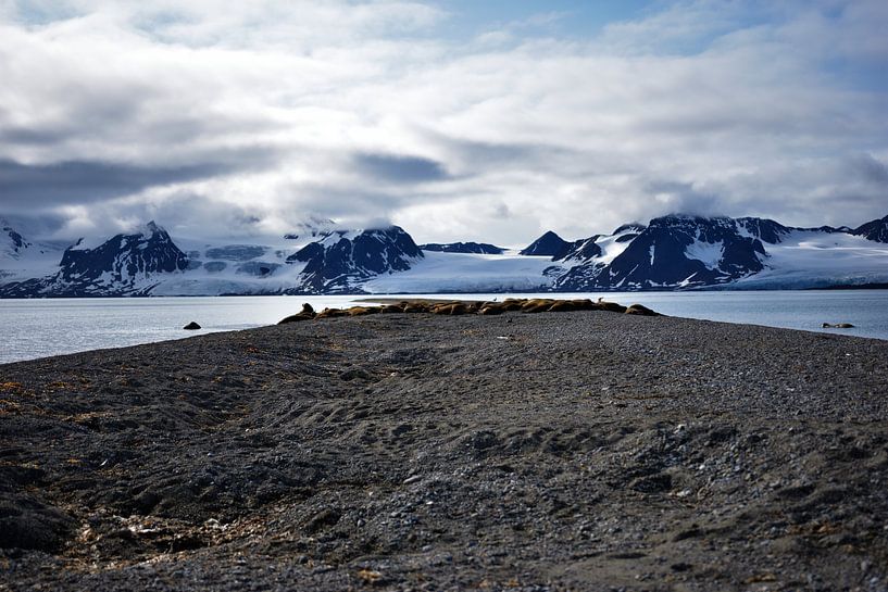 Walrus territory Svalbard (Spitsbergen) by Senne Koetsier