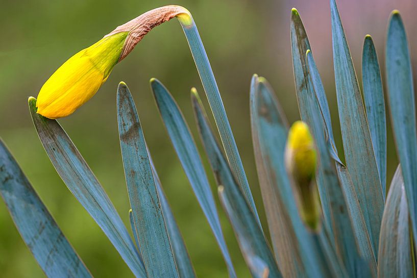 Daffodil blossom by Photoart-Naegele