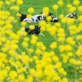 Koeien in de weide met frisse gele voorjaarsbloemen van Blond Beeld