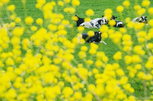 Cows in the meadow with fresh yellow spring flowers