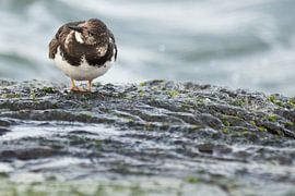 Steinerne Läufer auf der Mole von IJmuiden