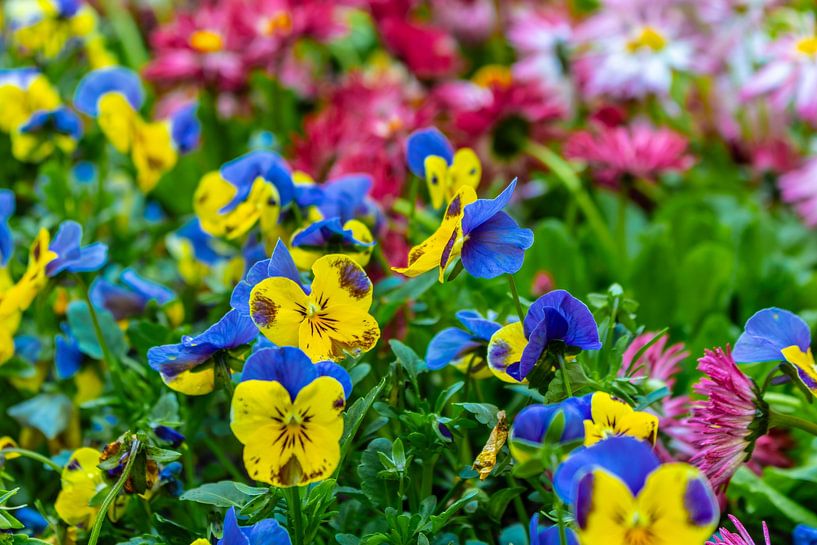 Pansy - Viola ×wittrockiana by Mixed media vector arts