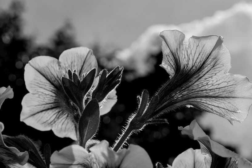 Petunia (Zwart Wit) van FotoGraaG Hanneke