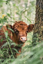 Veau écossais Highlander