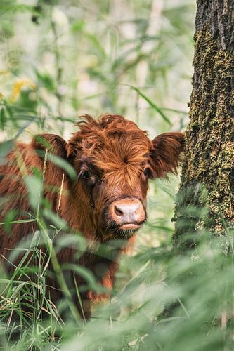 Schotse Hooglander Kalfje