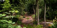 Naturbild eines niederländischen Parks mit alten Bäumen und Gräben von MICHEL WETTSTEIN Miniaturansicht