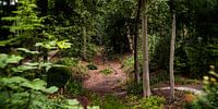 Naturbild eines niederländischen Parks mit alten Bäumen und Gräben
