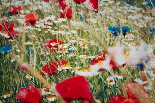 Summer flower meadow with poppies, cornflowers and camomile