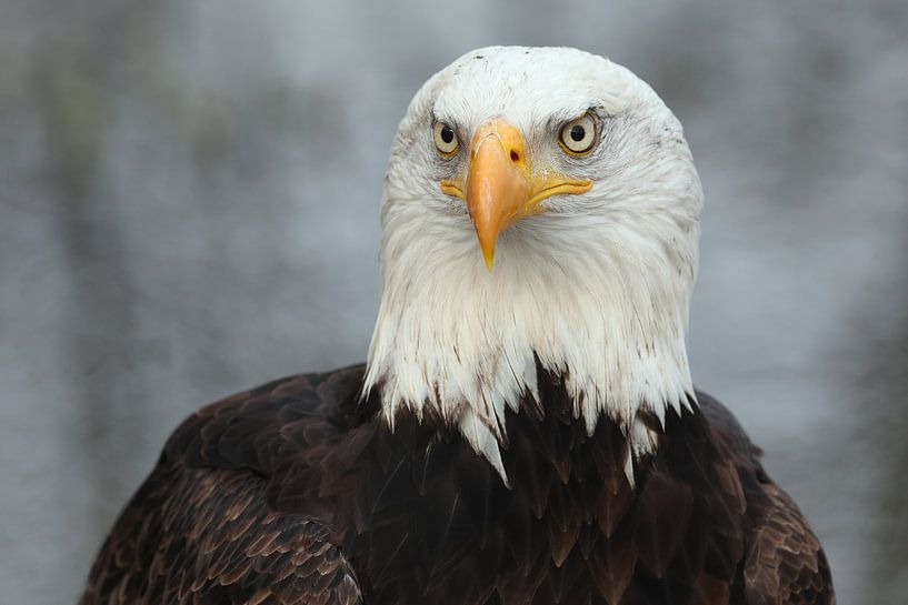 Bald Eagle (Haliaeetus leucocephalus) by Ronald Pol
