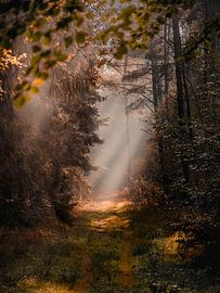 Forêt d'automne avec brume et rayons de soleil sur Daniël de Jong