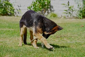 Chienne de berger (chiot) jouant avec un tuyau d'arrosage