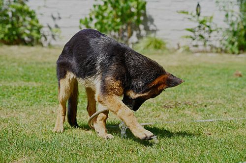 Schapenhond (puppy) speelt met tuinslang