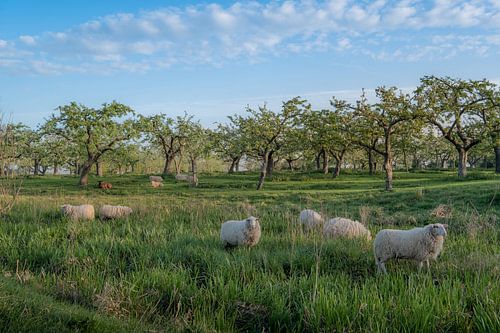 Schapen tussen boomgaard
