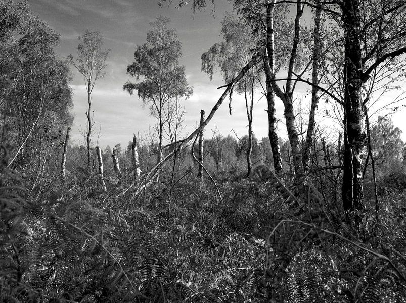 Sun after the storm by McRoa
