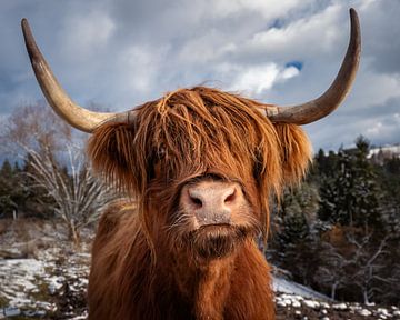 Scottish Highland cattle by Silvio Schoisswohl