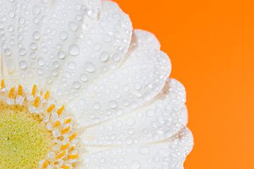 White gerbera with water drops by Ester Ammerlaan