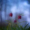 Fritillary flowers. by Justin Sinner Photography (Photographer on Texel)