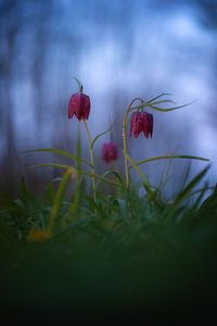 Schachbrettblume.