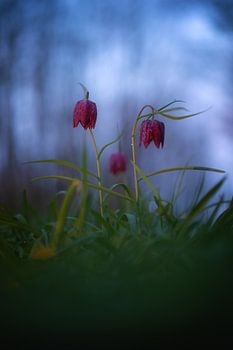 Fritillary flowers.