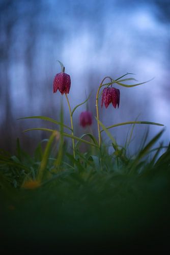 Kievitsbloemen. van Justin Sinner Photography ( Fotograaf op Texel)