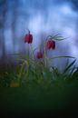 Kievitsbloemen. van Justin Sinner Photography ( Fotograaf op Texel) thumbnail