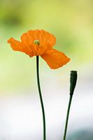 Oranje klaproos