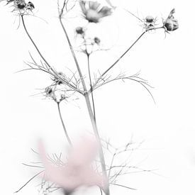 Cosmea bloem van Tot Kijk Fotografie: natuur aan de muur