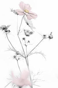 Fleur du cosmos