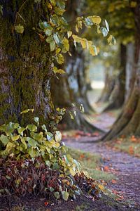 Allée d'arbres en Haute-Bavière sur Christina Bauer Photos