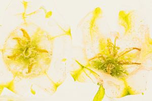 Glockenblume in Eis 3